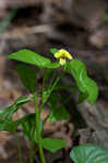 Downy yellow violet